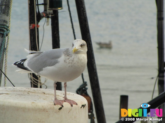 SX00458 Seagull on fishing boat's radar [Herring Gull - Larus Argentatus]